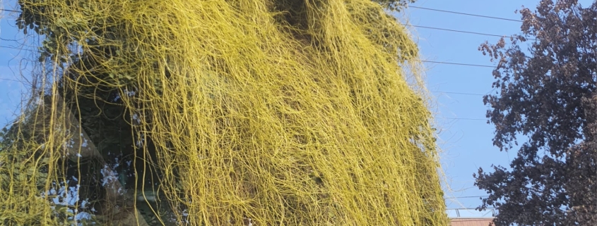 IMG 20240209 WA0037