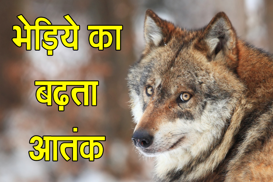 Bhediya